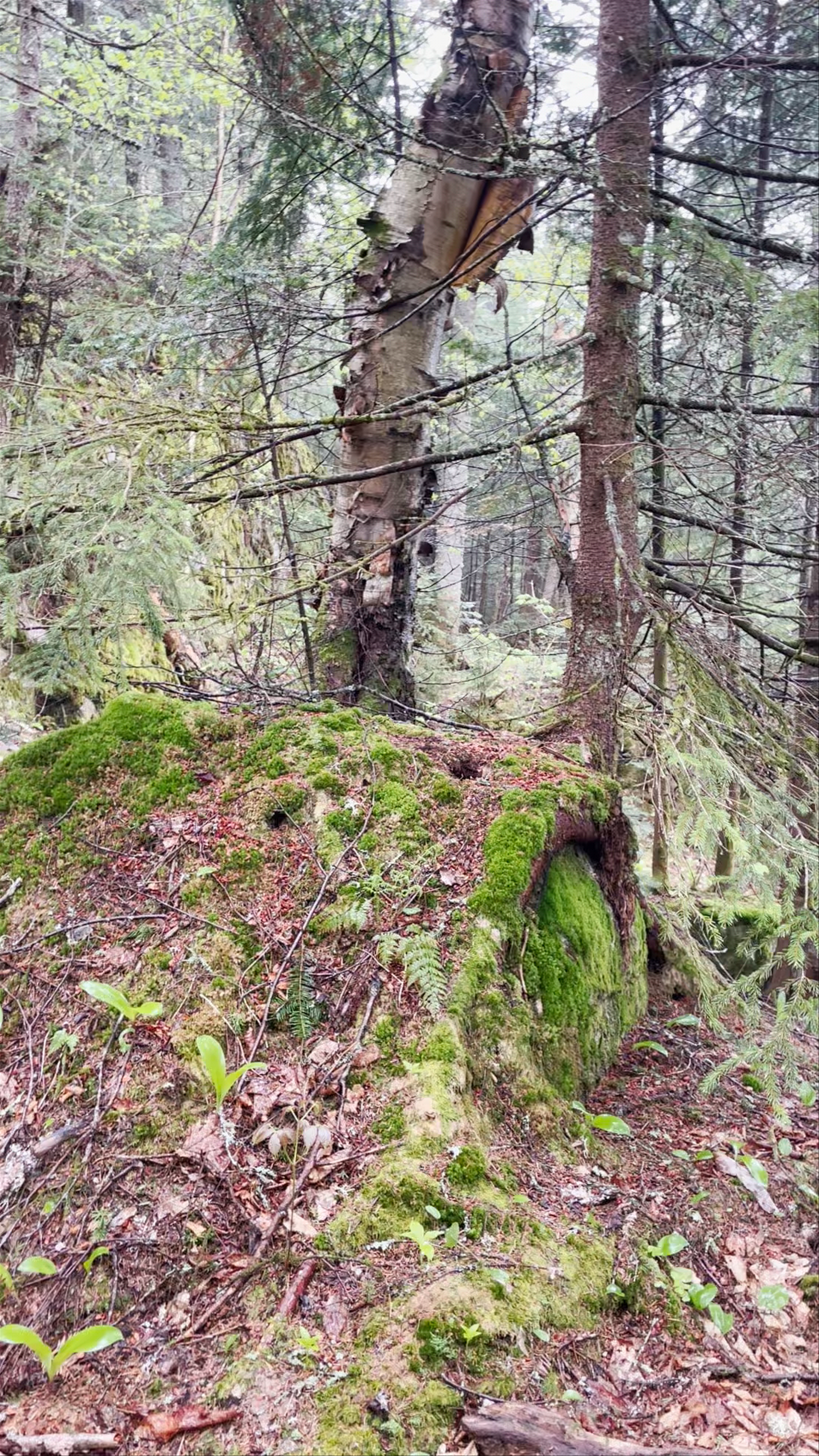 Mystical Mossy Trails at Le Centenaire, Lac-Supérieur