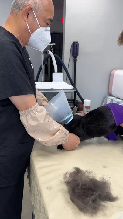Happy Cat Grooming - Almost done!! She'd been pretty chill up until the full body wiping! - Pet Groomers Near Me - Cypress, California