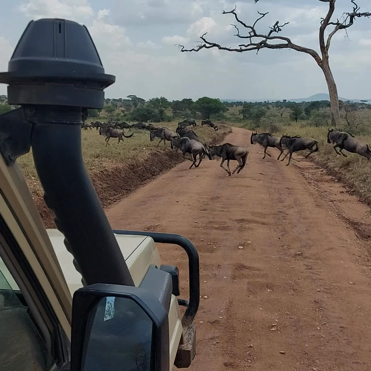 Video 4 · Beatriz Teresa  · Tanzania Backpack: a camping safari trip to the heart of the savannah