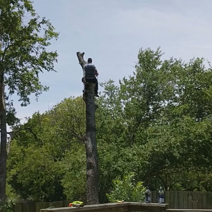 Aaron's Tree Service - Tree Services Near Me - Austin, Texas