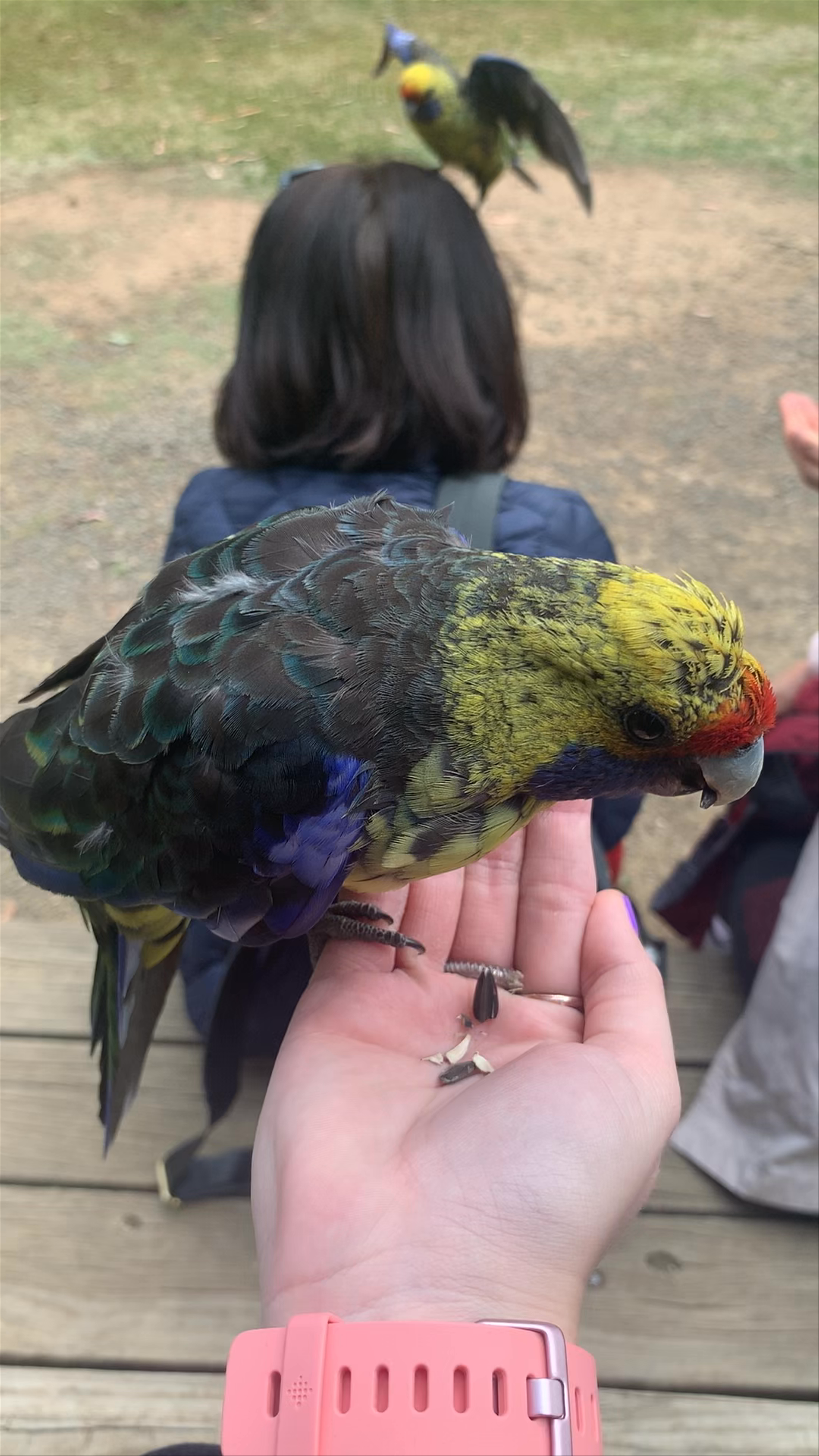Feeding Colorful Birds at Tasmanian Devil Unzoo, Taranna