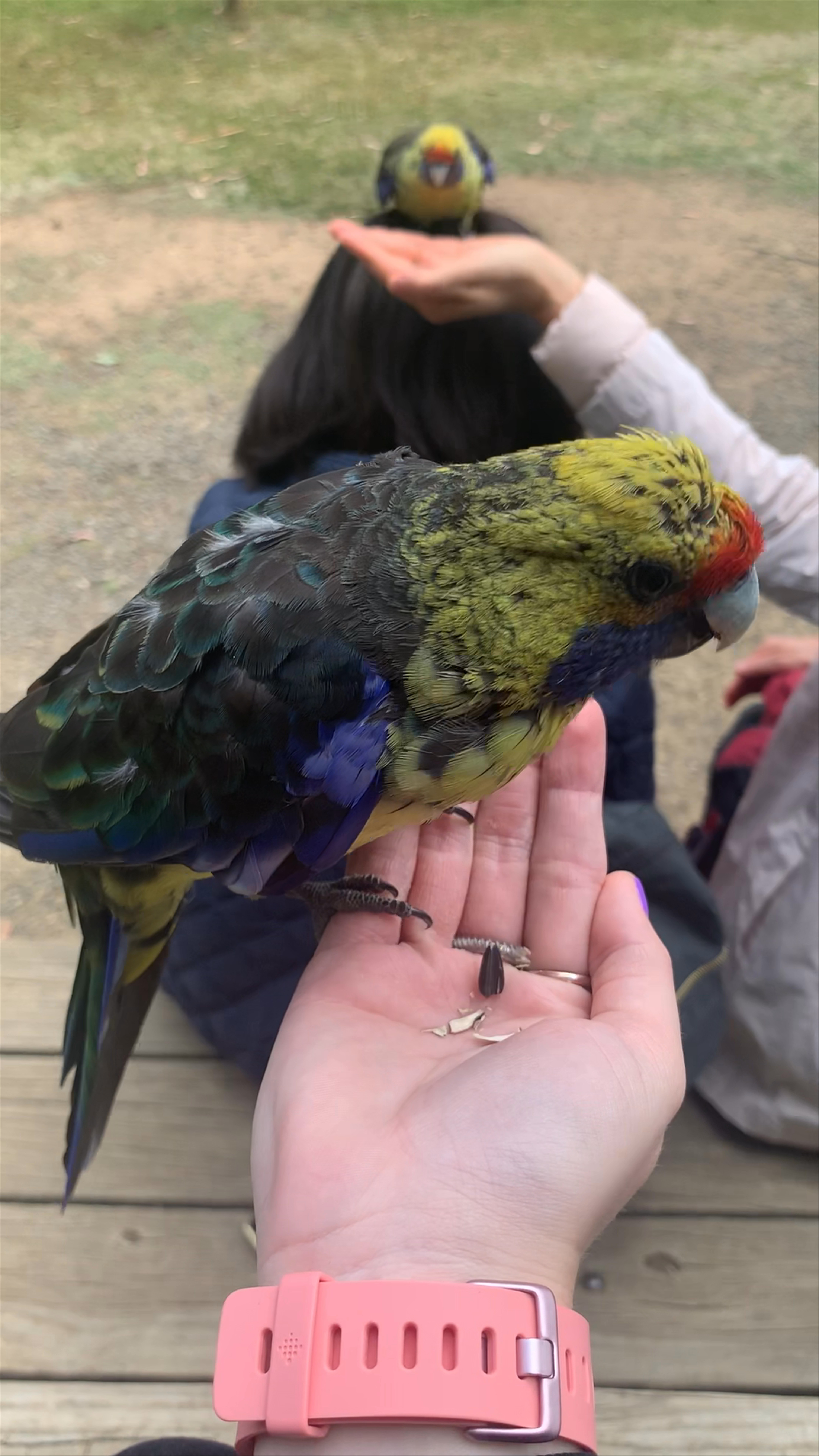 Tasmanian Devil Unzoo