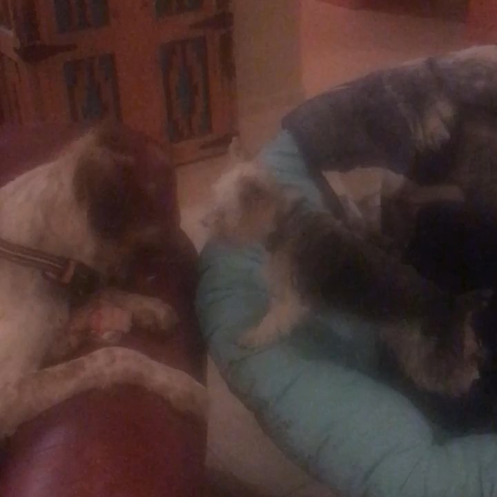 Off The Wall Dogs - Two dogs playing, cooper and Marco - Pet Boarding Near Me