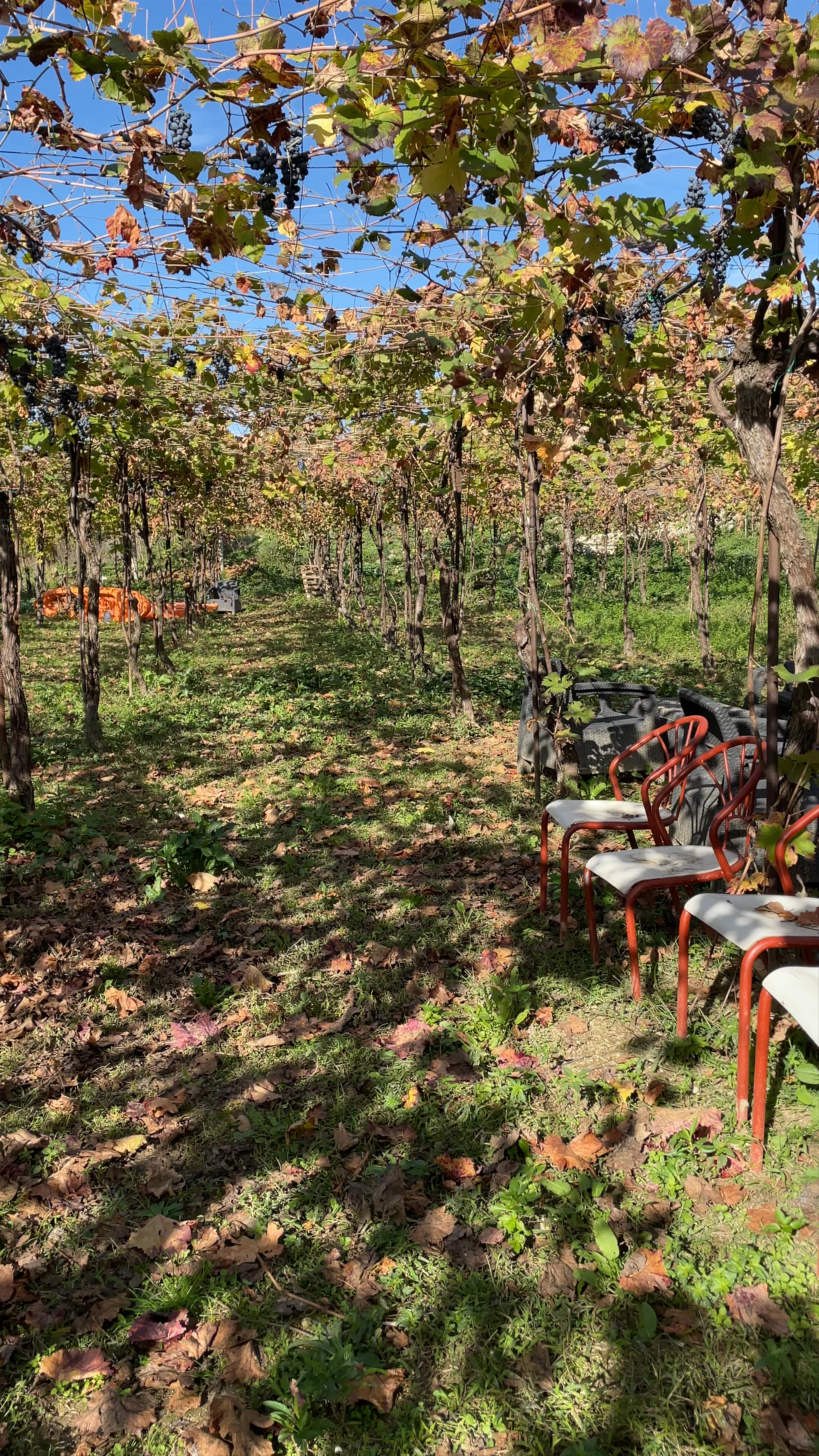 Alpeta Agrotourism & Winery: Serene Vineyard Escape in Roshnik Qendër, Albania