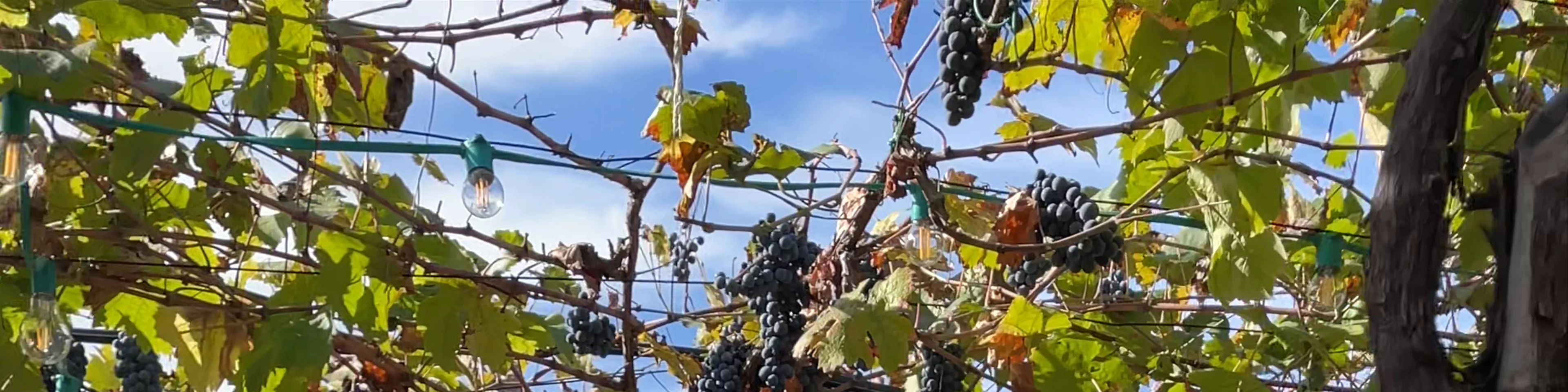 Alpeta Agrotourism & Winery (Alpeta Agroturizem)