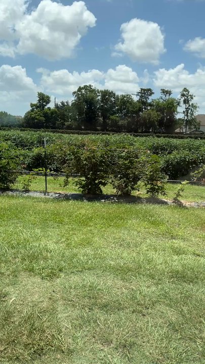 Atkinson Farm - Some of the property's - Farmers Market Near Me - Spring, Texas