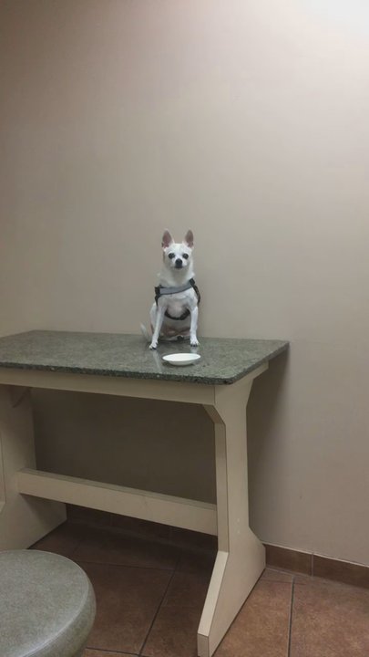 BluePearl - How humans and pets feel dealing with this business - Veterinarians Near Me - New York, New York