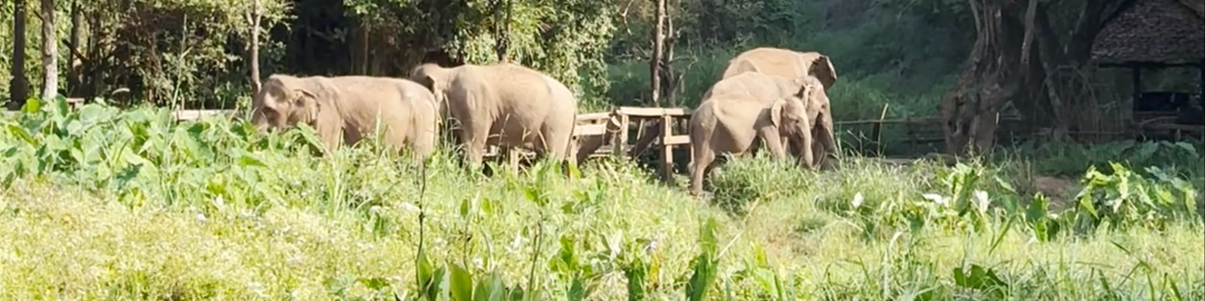 Elephant EcoValley
