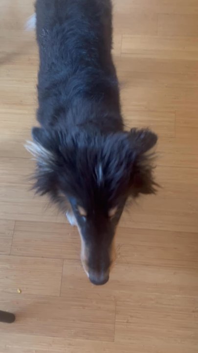 Puppy Loft - Pet Boarding Near Me - New York, New York