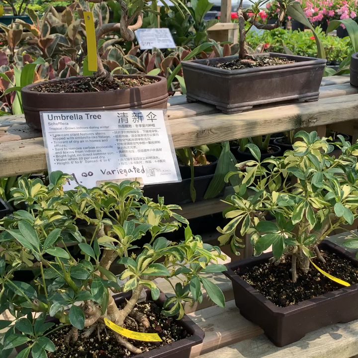 Kim's Nature - Nurseries & Gardening Near Me - Markham, Ontario