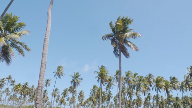 Paisaje de árboles de coco