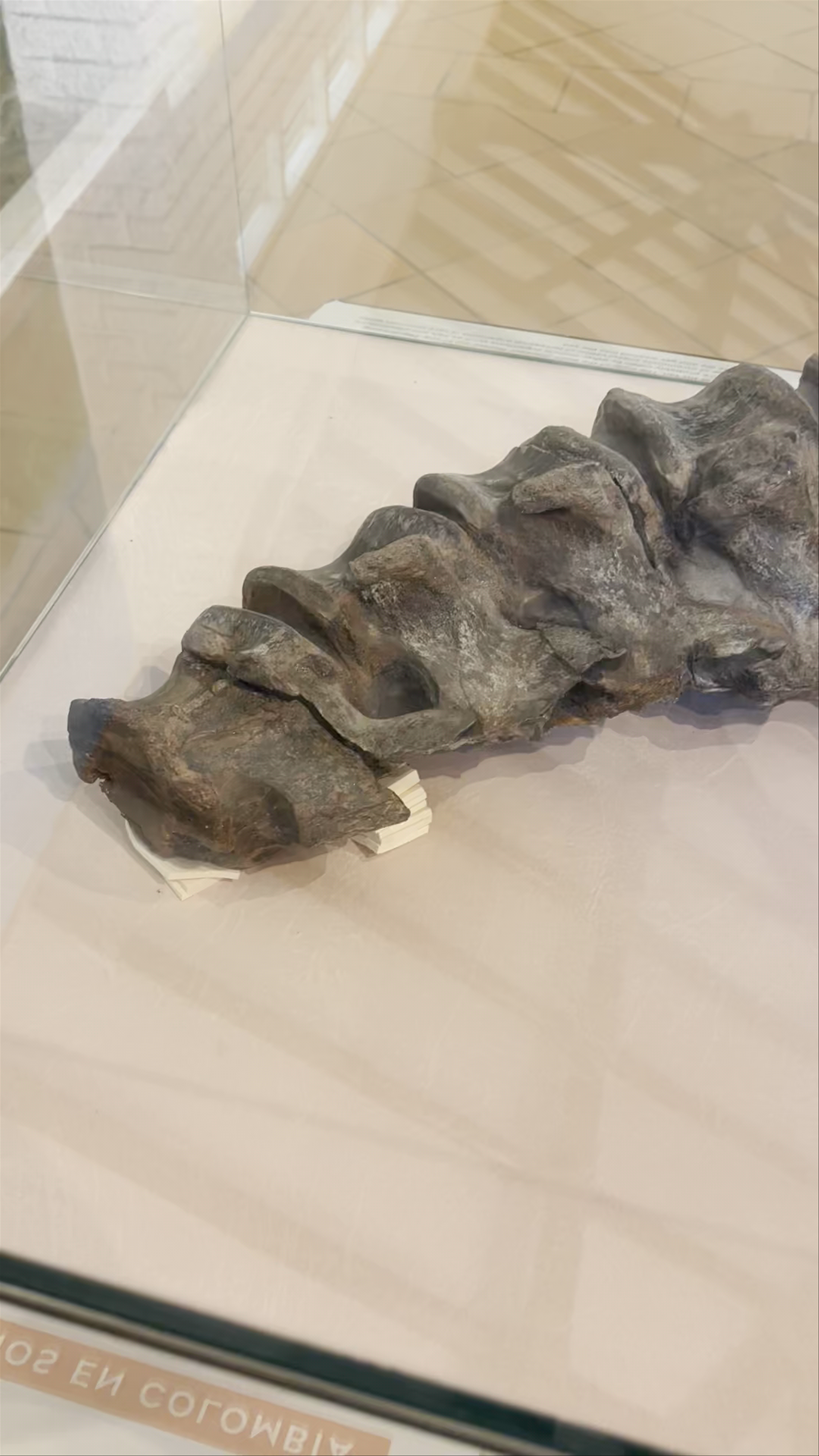 Exploring Fossil Discoveries in Villa de Leyva Museum, Boyaca, Colombia