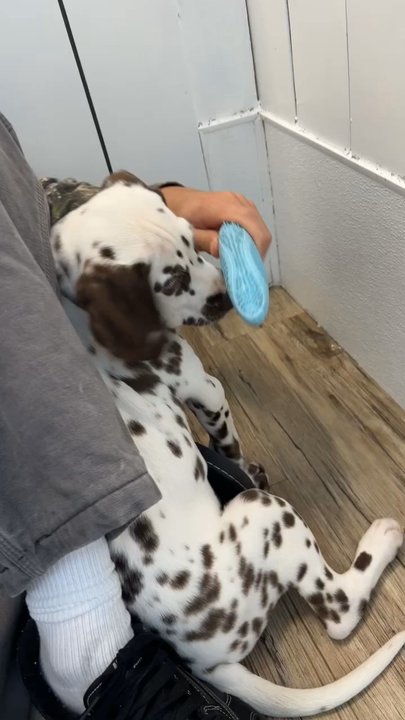 The Puppy Store Vineyard - Pet Stores Near Me - Vineyard, Utah