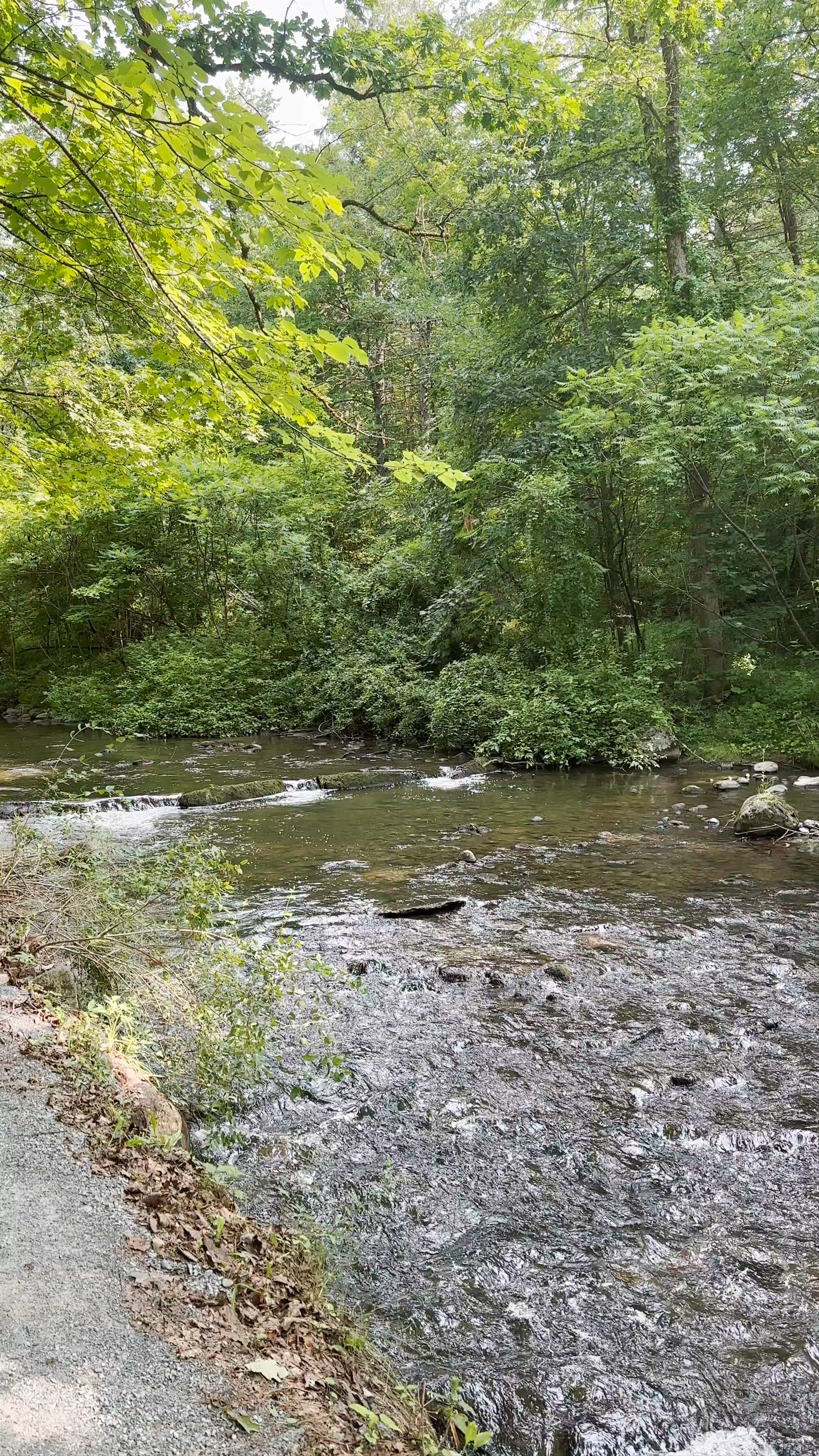 Peaceful Nature Walk Along Saratoga Spa State Park Creek