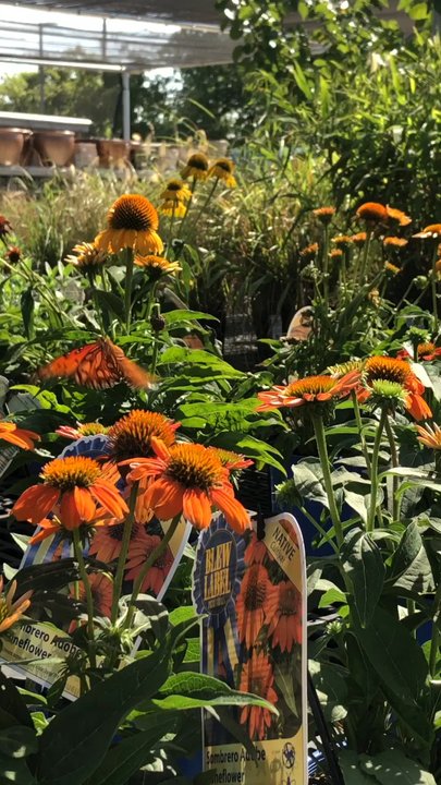 Calloway's Nursery - Nurseries & Gardening Near Me - Dallas, Texas