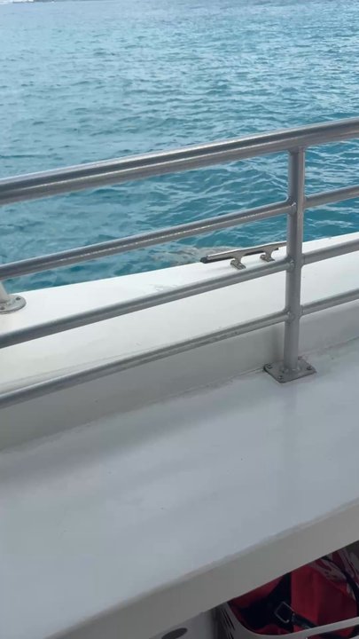 Turtles and You - Here's a turtle close to the docked boat! - Boat Tours Near Me - Honolulu, Hawaii