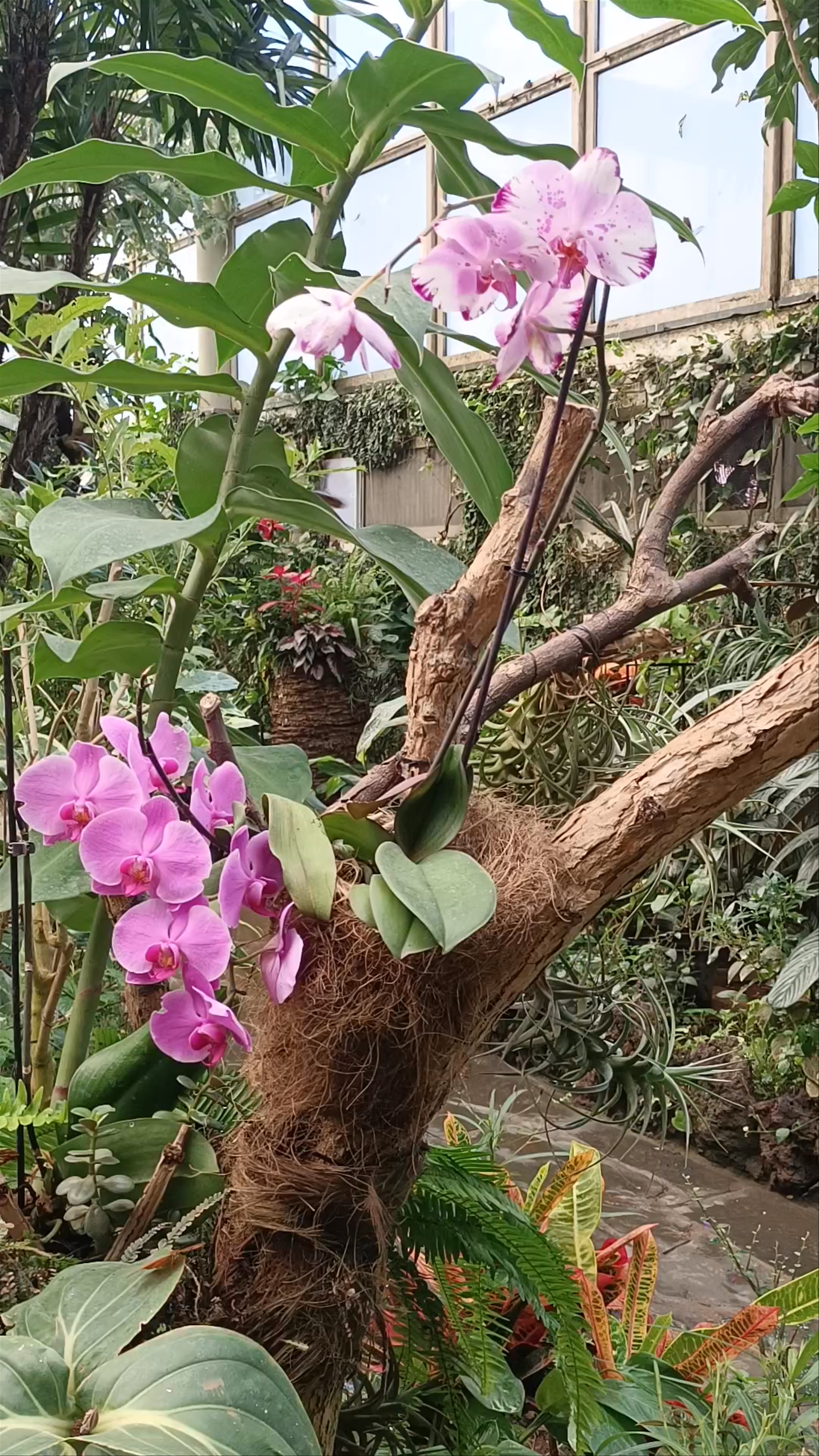 Mariposario del Drago Butterfly Park: A Lush Tropical Escape in Tenerife