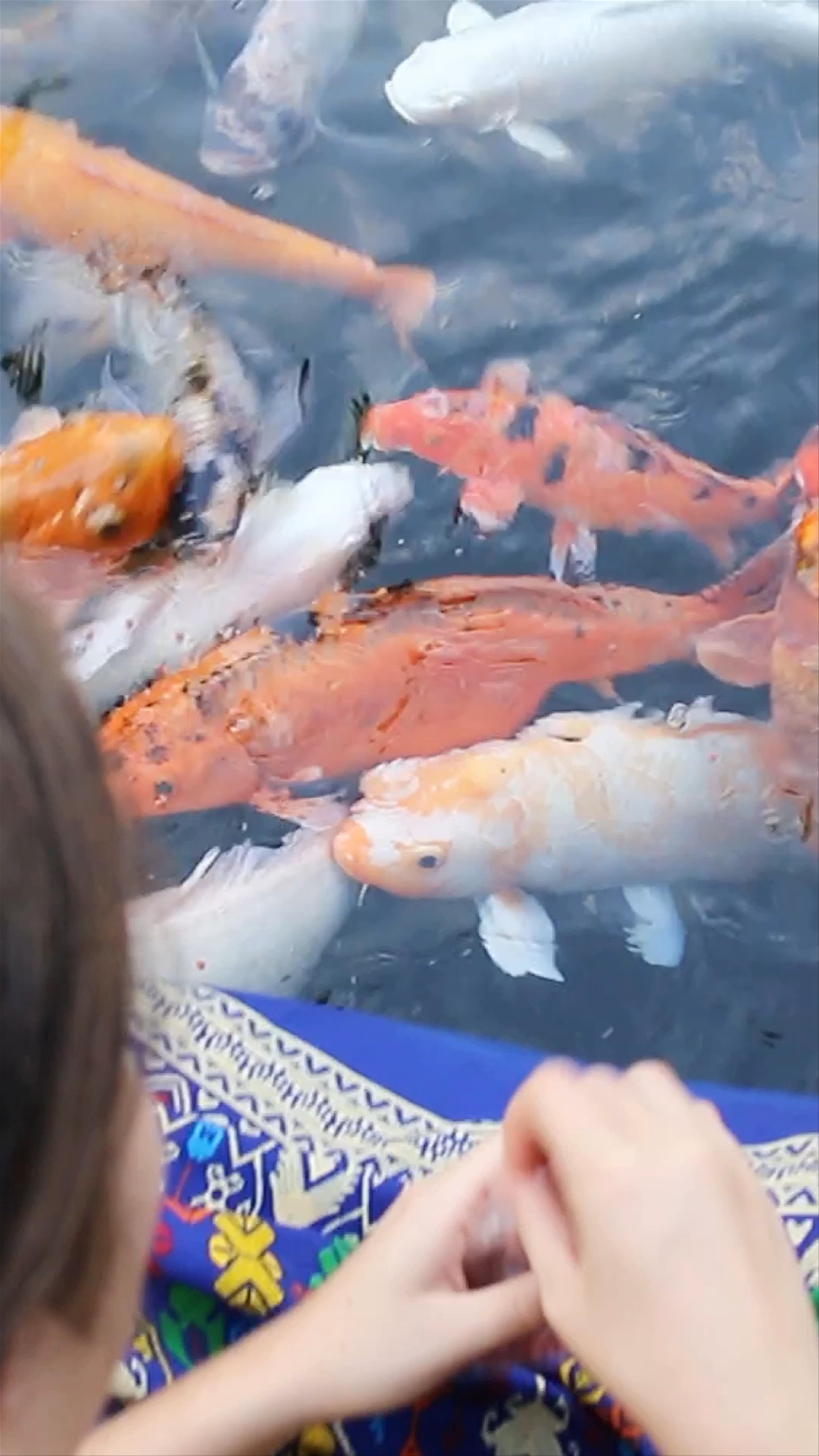 Feeding Koi at Pura Tirta Empul Temple, Bali