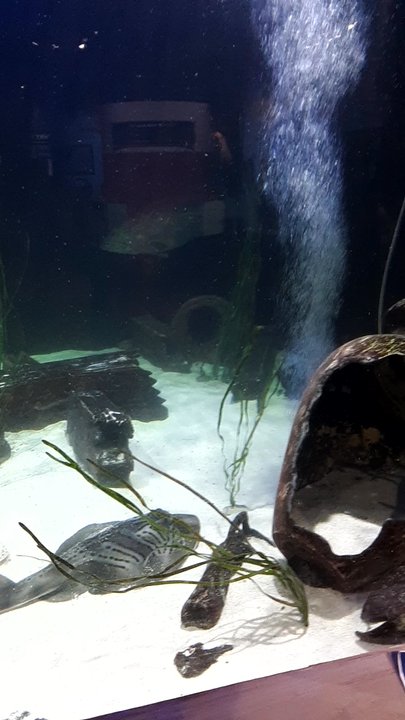 Great Lakes Aquarium - Aquariums Near Me - Duluth, Minnesota
