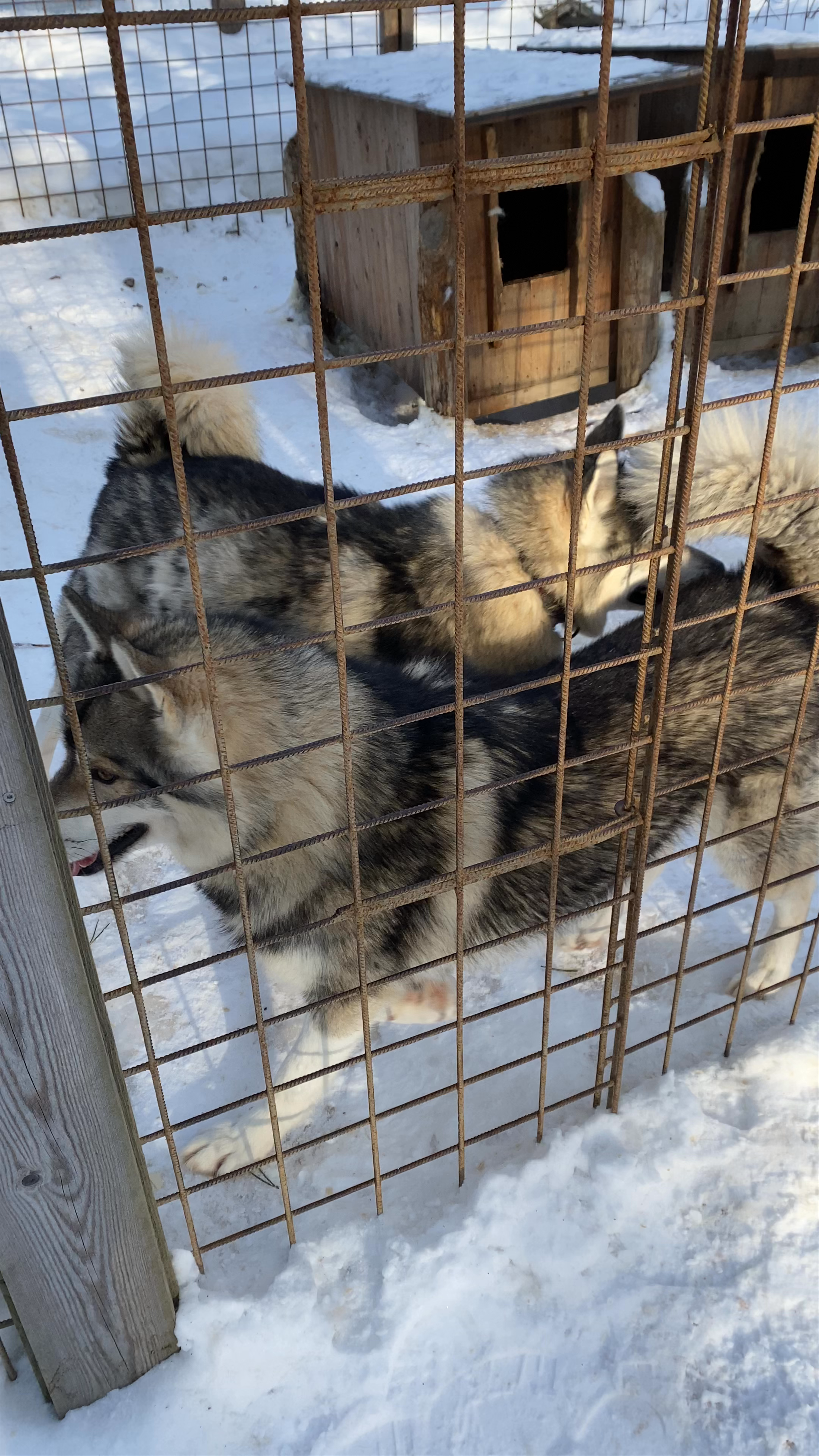 Santa's Husky Rides: Winter Wonderland in Rovaniemi