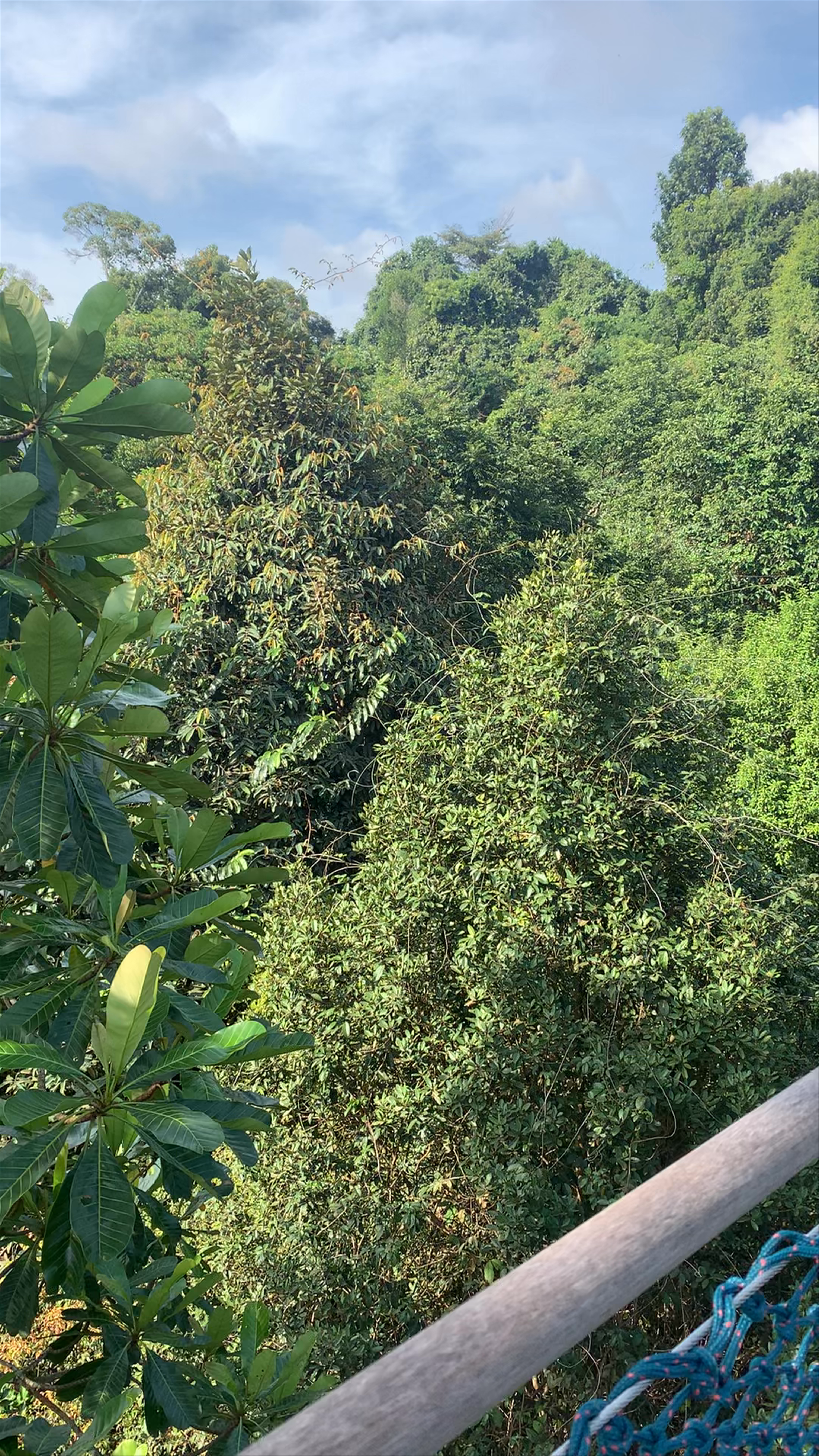 MacRitchie Treetop Walk Trailhead: Immersed in Singapore's Lush Rainforest