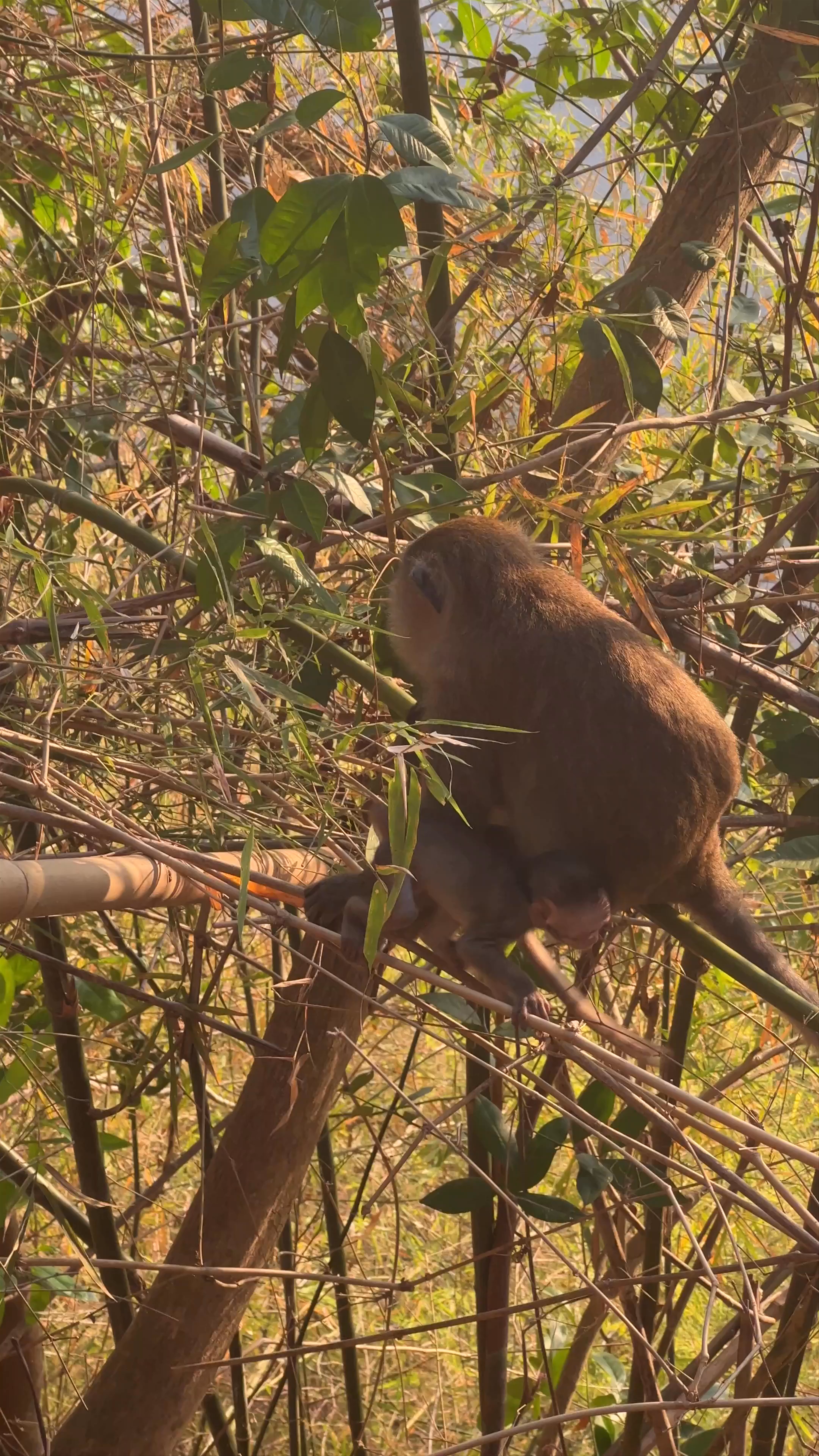 Monkey Trail