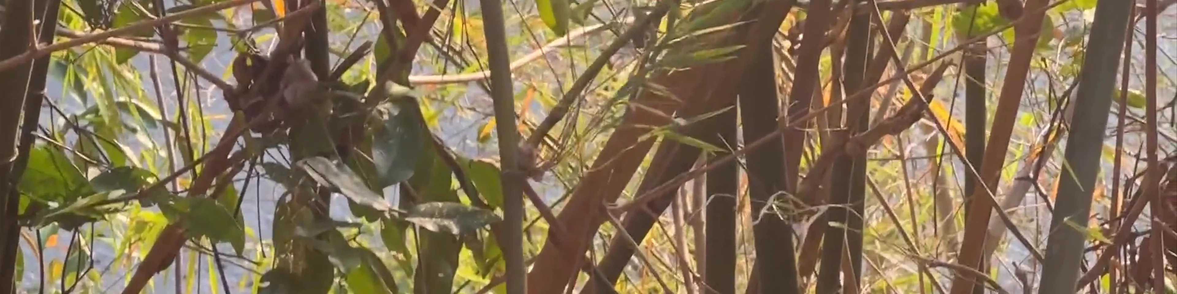 Monkey Trail