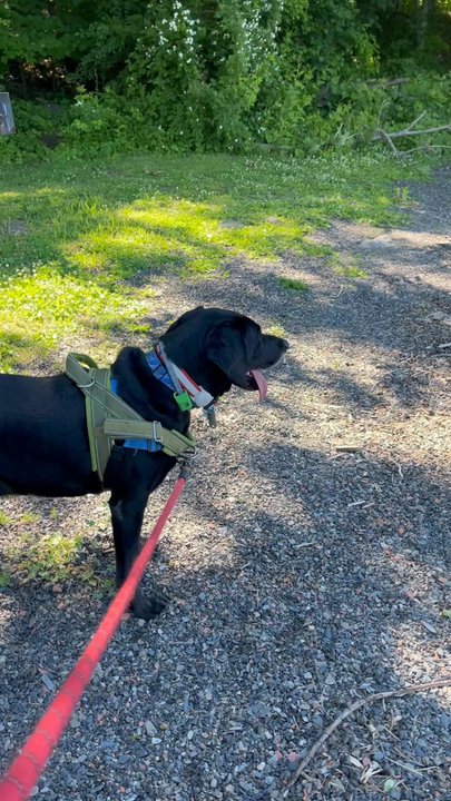 Quiet Cove Riverfront Park - Great place for kids and dogs. ( please clean up after yourself) - Hiking Near Me - Poughkeepsie, New York