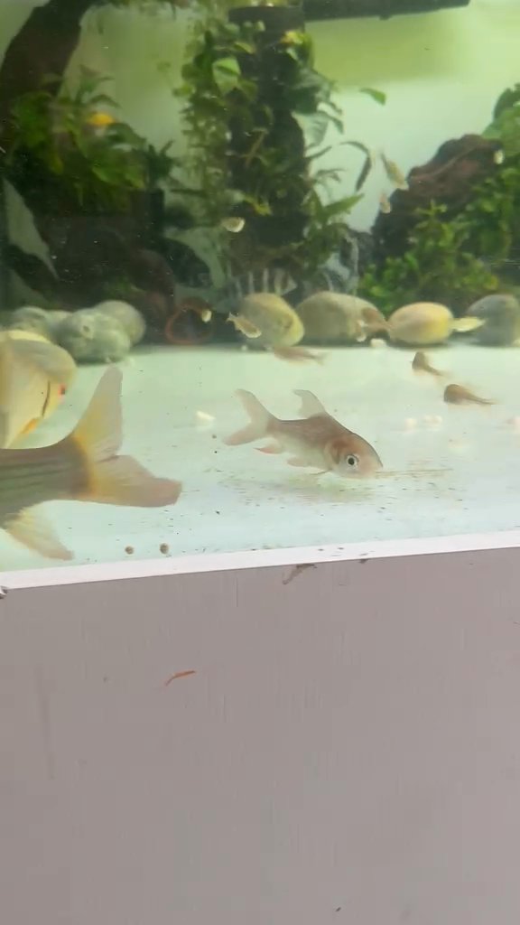 Siamese carp