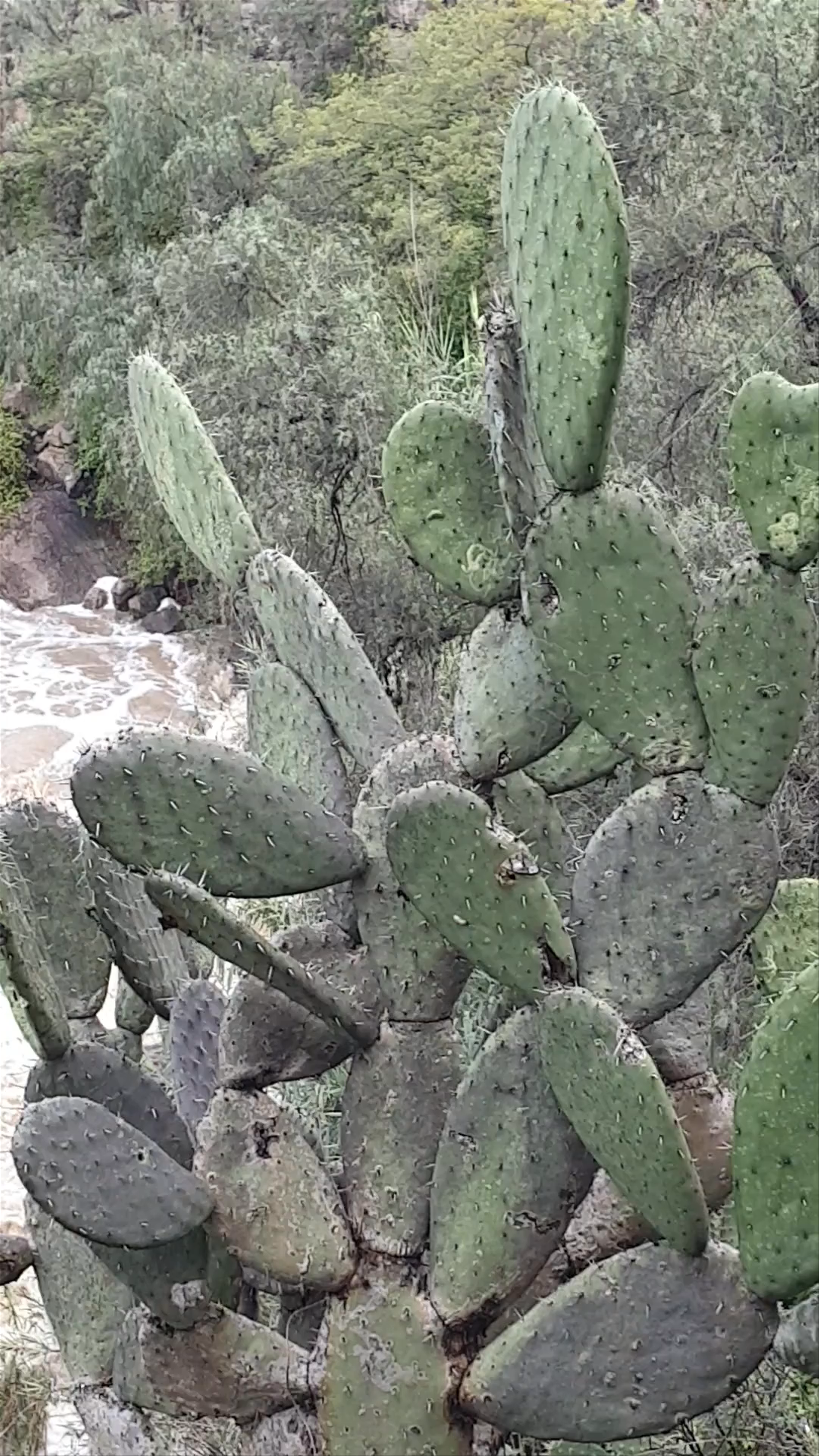 El Charco del Ingenio Jardín Botánico y Área Natural Protegida