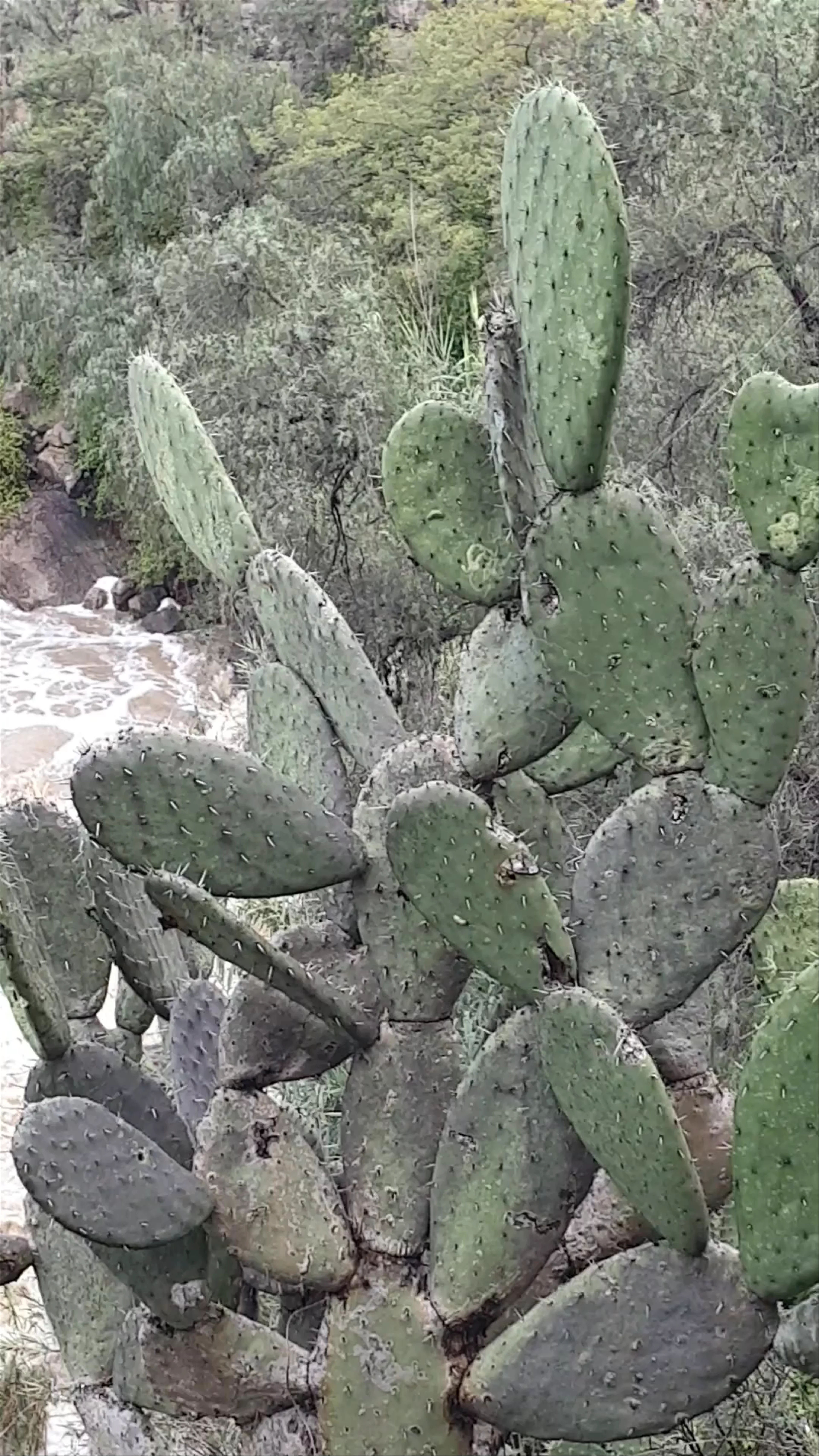 San Miguel de Allende