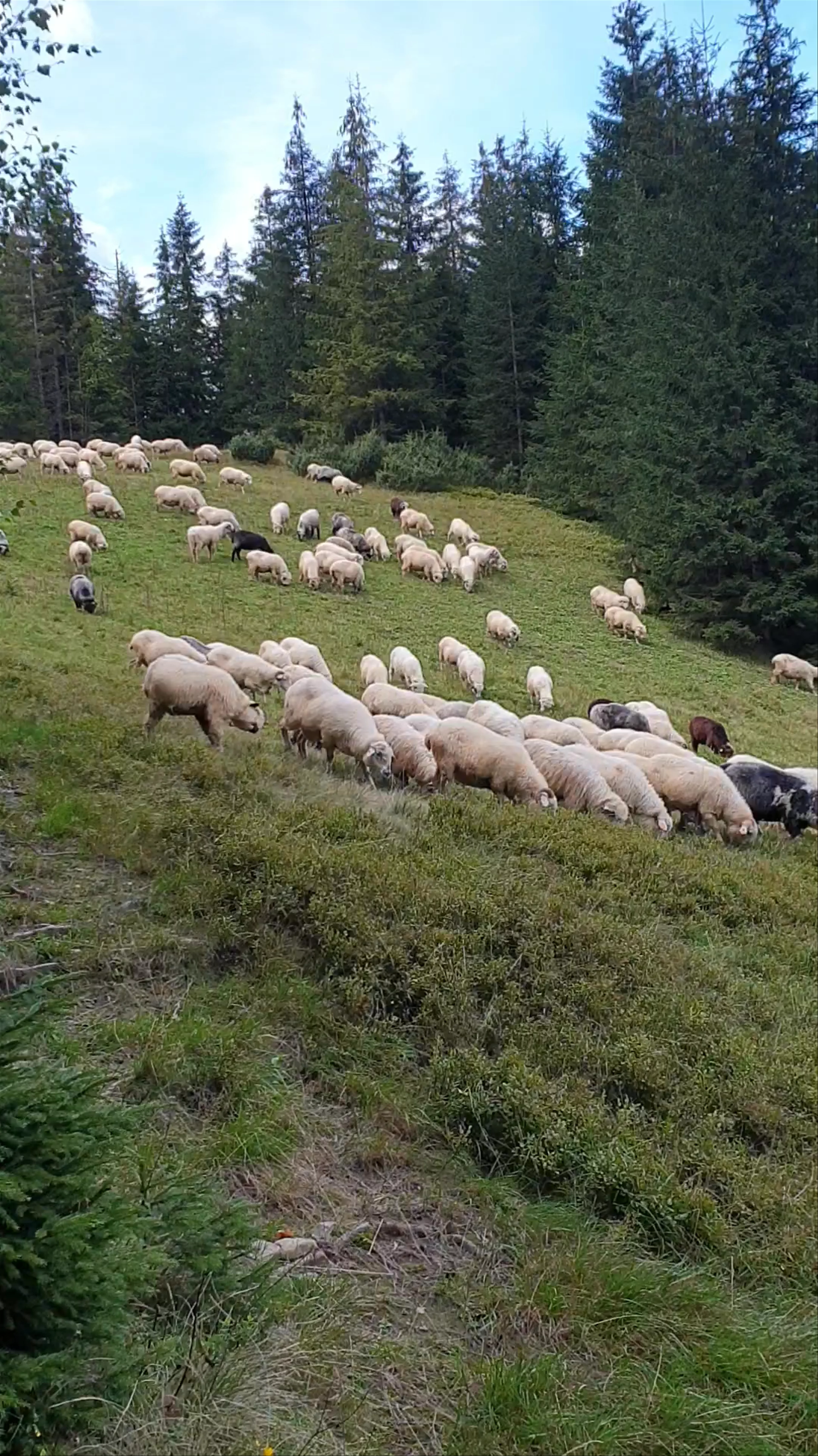 Dolina Olczyska, Szlak pieszy zielony, Zakopane