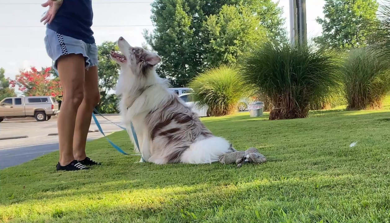 Scooter Dog Training - Watch with ignoring distractions around - Pet Training Near Me - Holly Springs, Georgia