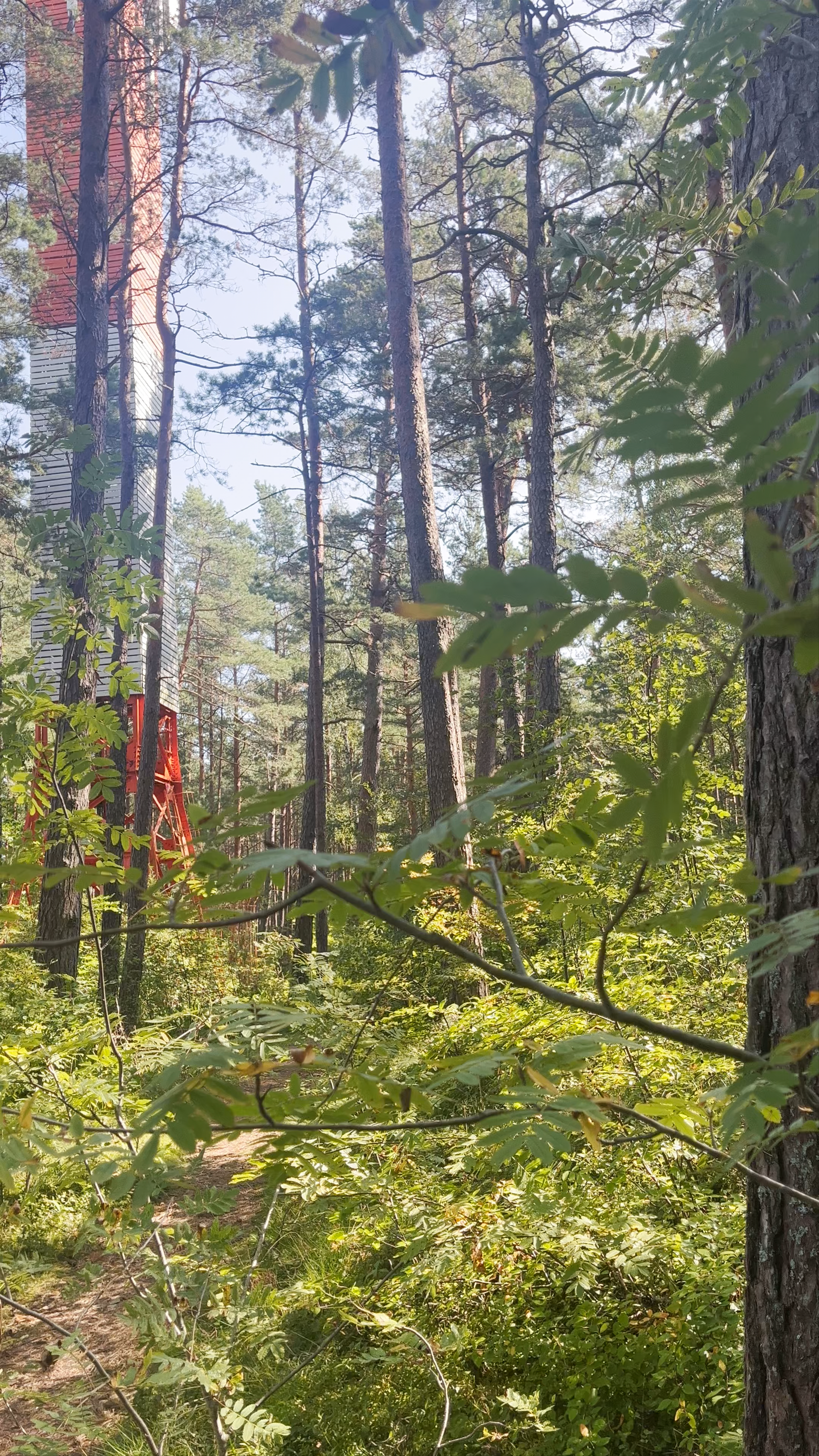 Exploring Bulluciems Lighthouse Surrounded by Lush Forest in Jūrmala, Latvia