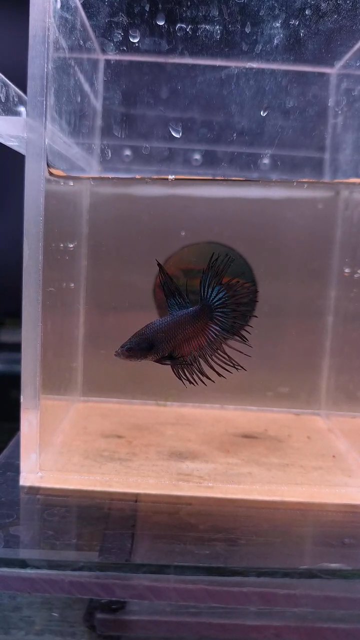 King Crowntail Bettas