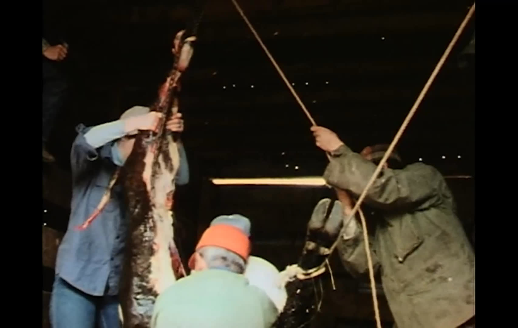 Several ranchers work together with ropes to help deliver a calf in a dim barn. The newborn lies in the straw beside the cow, who nuzzles it.