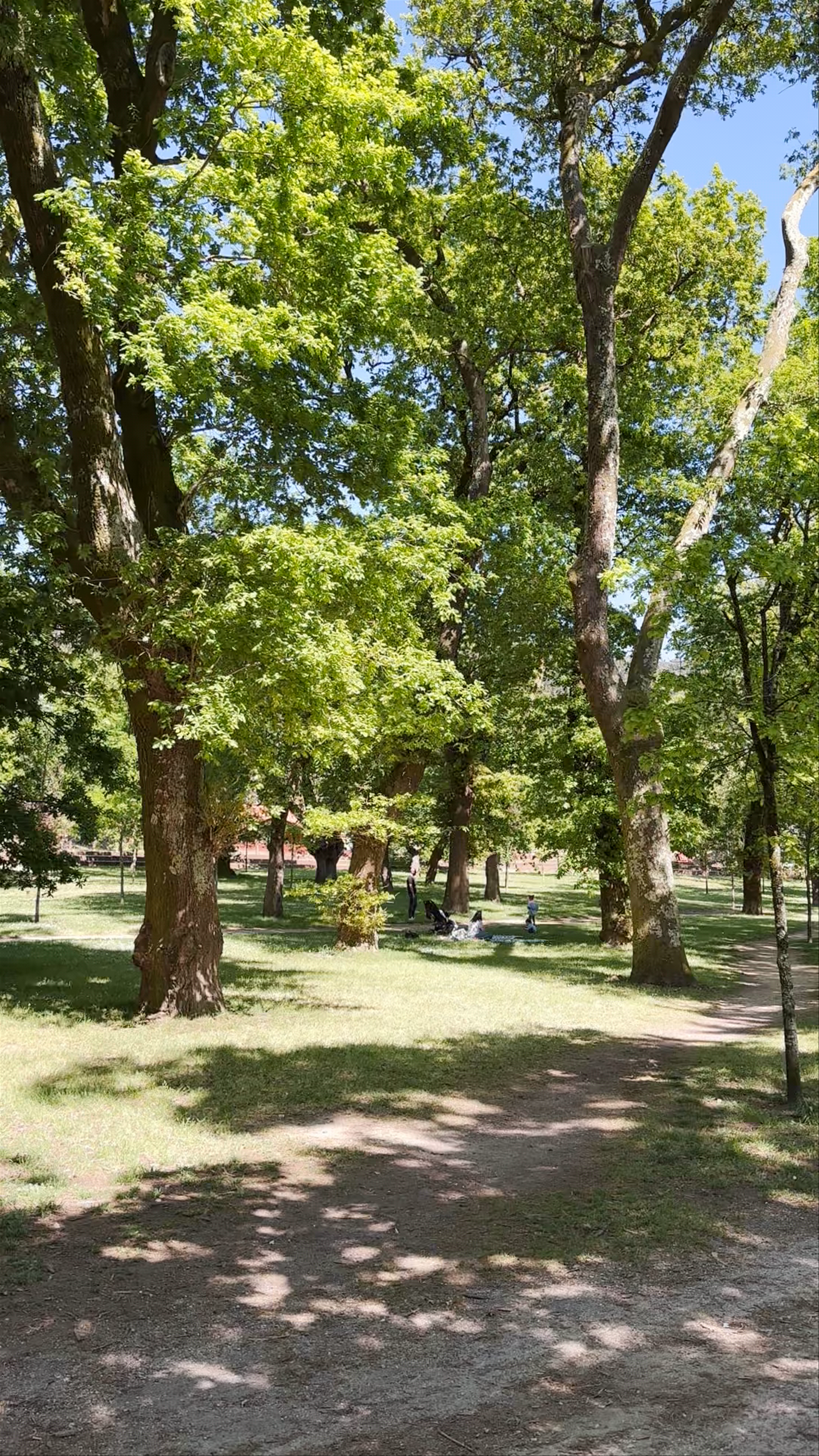 Carballeira de Caldas de Reis