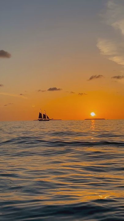 Dolphin Safari Charters - Boat Tours Near Me - Key West, Florida