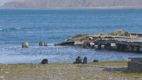 Antarctic fur seals animated gif