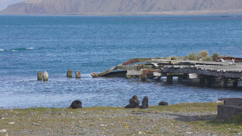 Antarctic fur seals poster