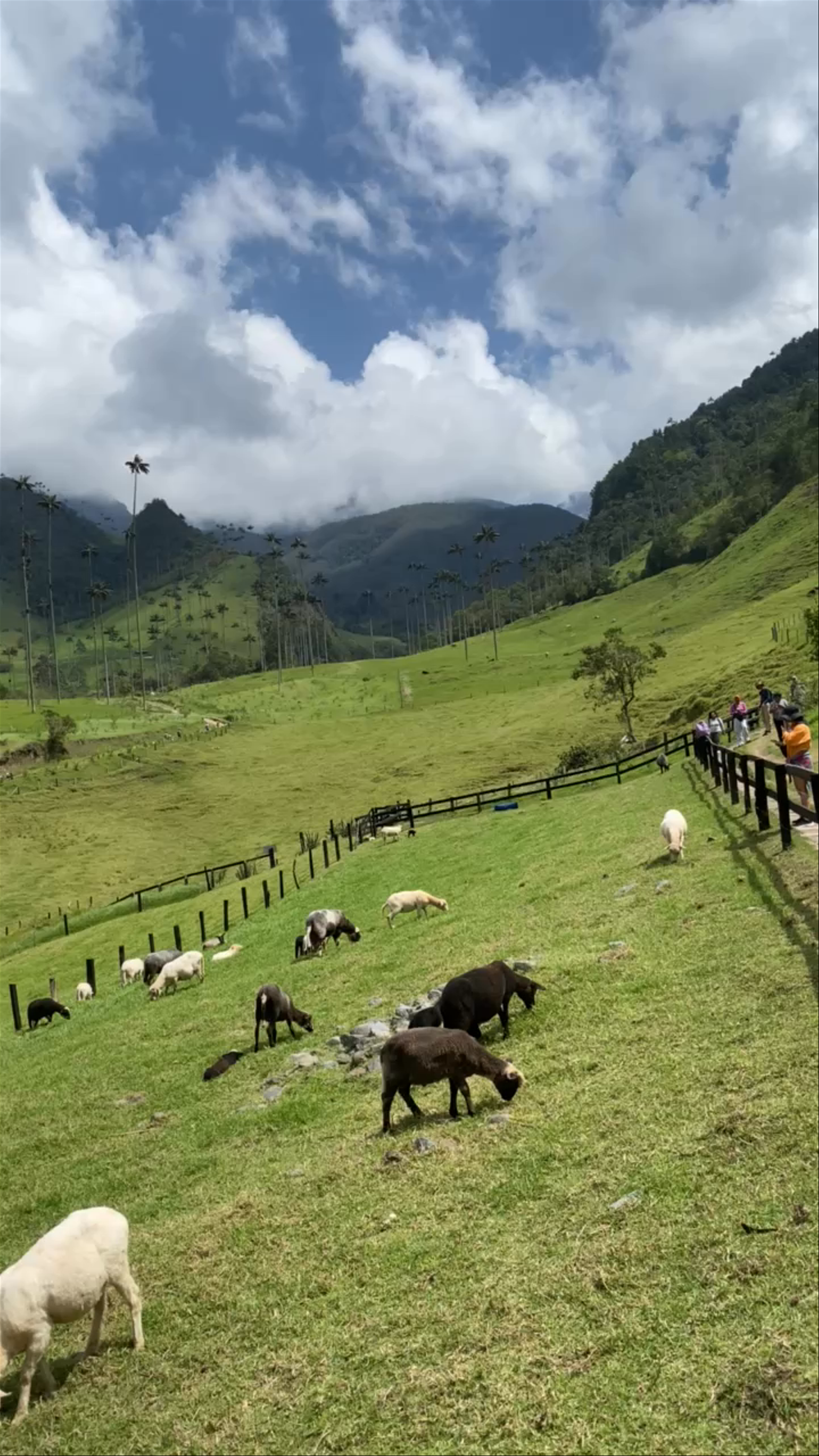 Valle del Cocora