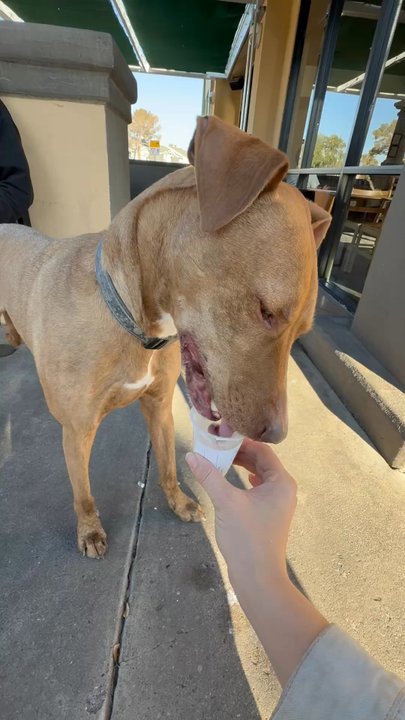 Starbucks - Pup Cup - Coffee & Tea Near Me - Henderson, Nevada