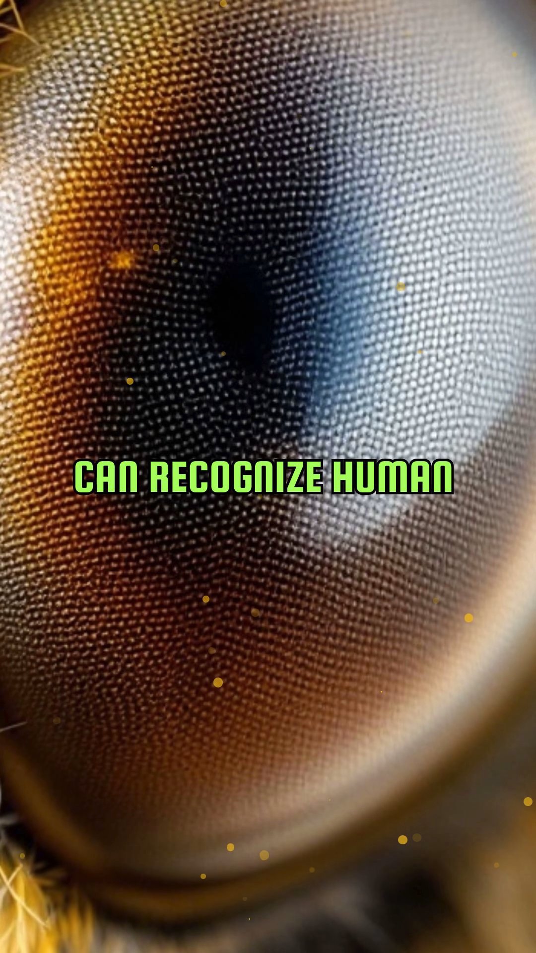 The Fuzzy Logic of How Bees Can Recognize Human Faces