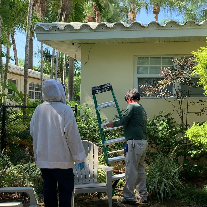 Crazy Bee Man - Crazy Bee Man kills live bees! - Pest Control Near Me