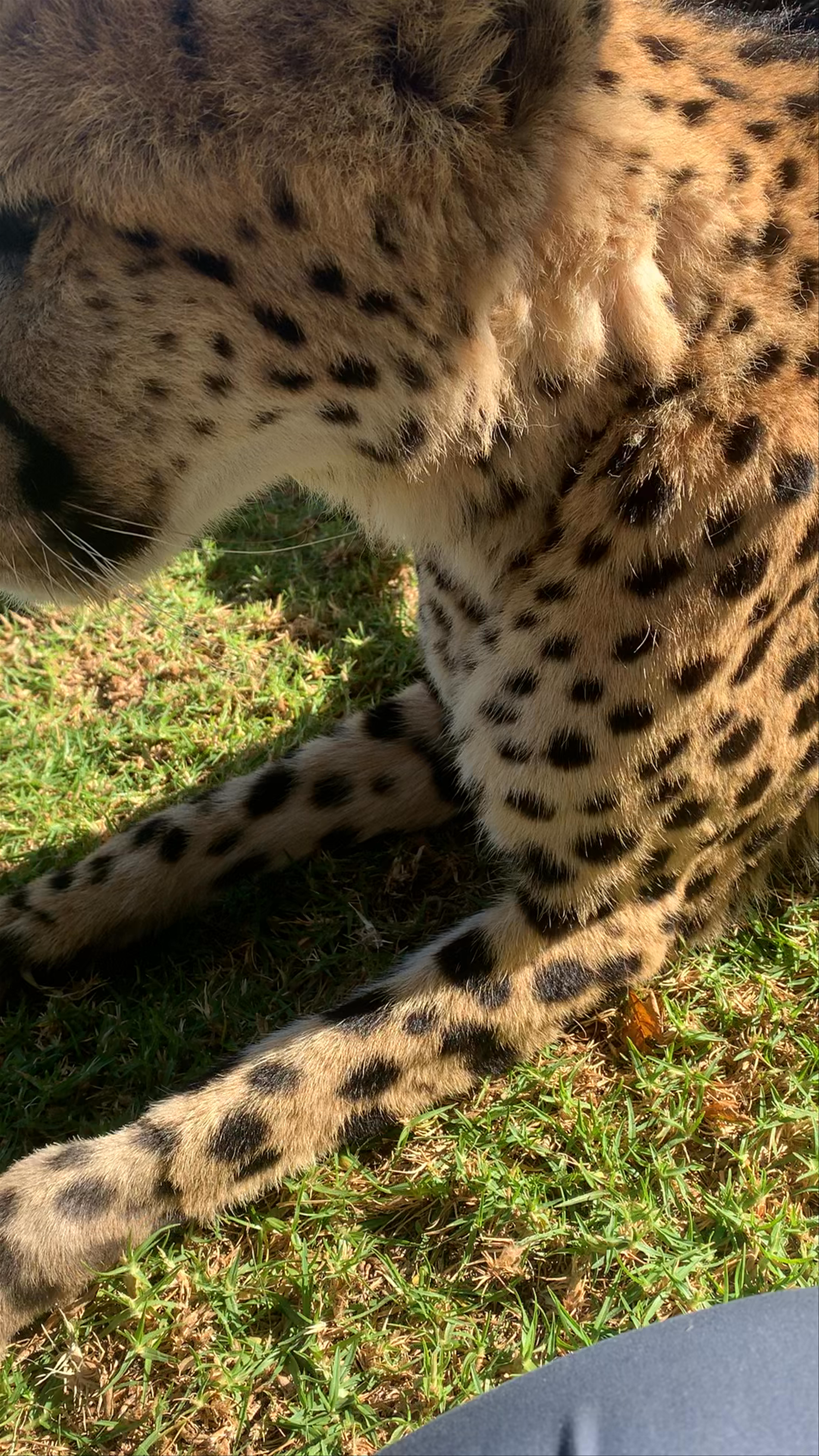 Cheetah Experience