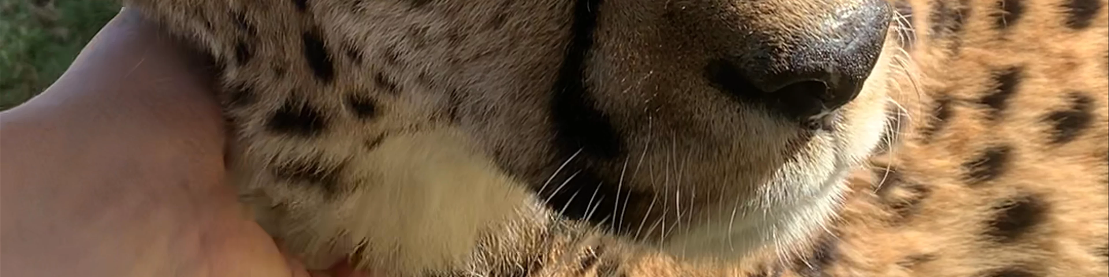 Cheetah Experience