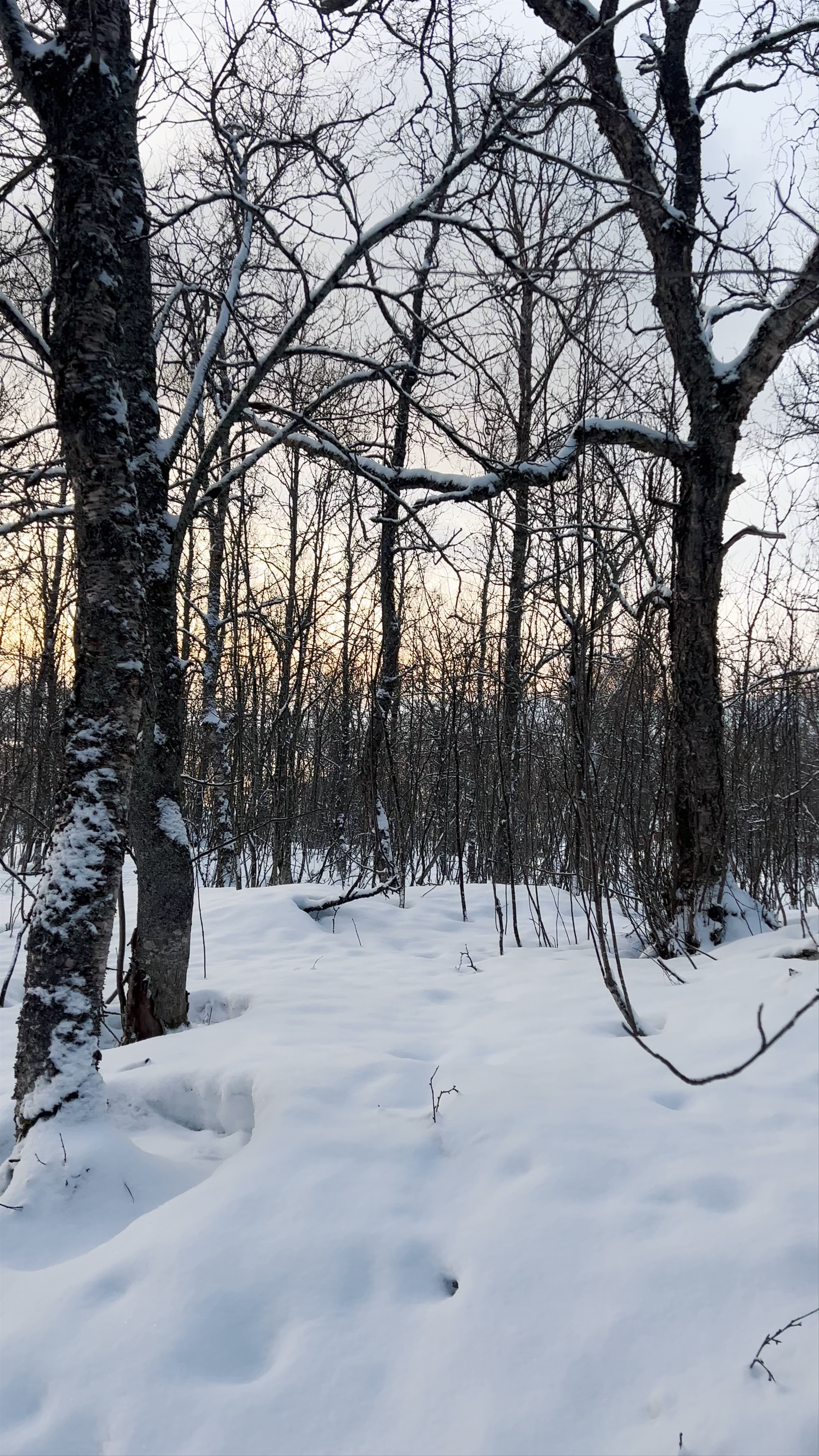 Winter Wilderness Walk in Folkeparken, Tromsø