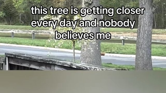 Tree moves in a crazy new post video trending online