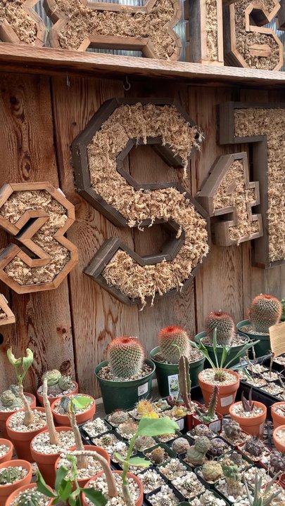 Succulence - Secret oasis head all the way to the back of the store to witness this beautiful gem in person - Team Building Activities Near Me