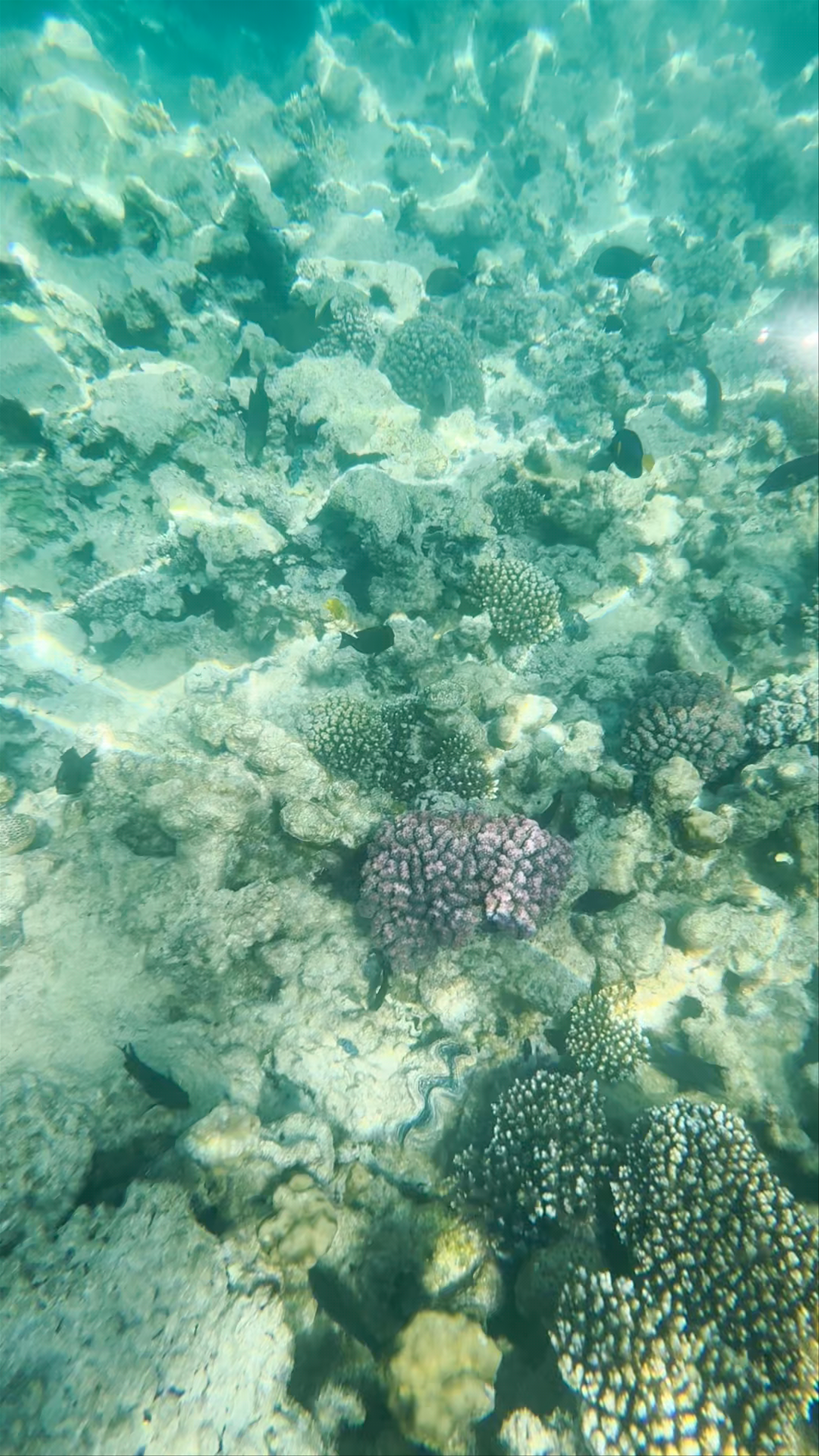 Underwater Wonders at Faraana Reef Beach, Egypt